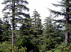 Forest in Ifrane (Morocco)