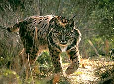 Lince Ib&eacute;rico. Foto cedida por Junta de Andalucia.