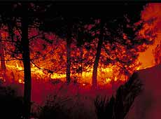 Los incendios son una de las principales amenazas que afrontan los bosques mediterr&aacute;neos.Foto: CENEAM - O.A. PARQUES NACIONALES. Autor: Sergio Ruiz Verd&uacute;.