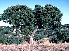 Encina (Quercus ilex) y paisaje adehesado detr&aacute;s. Foto: CENEAM - O.A. PARQUES NACIONALES. Autor: Jos&eacute; Luis Rodr&iacute;guez.